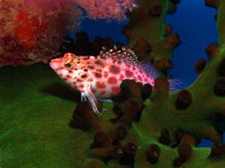This little one liked the camera... Great Barrier Reef c5060 by Joshua Miles 